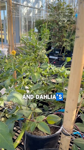 Flower color starts in the genes. 🌸🔬 Just like our DNA determines hair and eye color, a flower’s genetic code shapes its vibrant shades and unique shapes. Genes act like tiny artists, blending pigments such as anthocyanins for reds and purples and carotenoids for yellows and oranges, creating nature’s most stunning color palette. At HudsonAlpha, the Harkess lab is diving deep into the genetics of dahlias, a flower in the same family as lettuce, sunflowers, and artichoke, that is known for its 