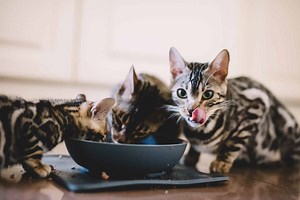 Can Cats Eat Tuna? 3 Things to Know Before Feeding