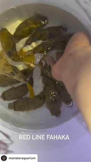 @monsteraquarium The rare Red Line Fahaka Puffer, scientifically known as Tetraodon lineatus, is a prized gem among pufferfish enthusiasts. Characterized by its vibrant red markings and distinct personality, this species adds a splash of color and intrigue to any aquarium setup. Native to the Nile River basin in Africa, it requires specialized care due to its large size and predatory nature. With its limited availability and stunning appearance, the Red Line Fahaka Puffer is highly sought after 