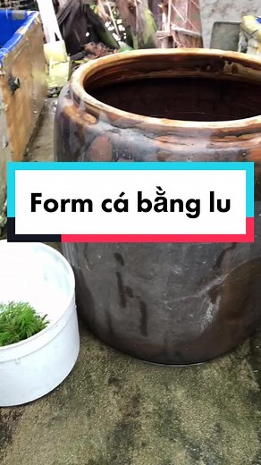 - Form cá bằng lu 😂😂 #bettafish #betta #bettavietnam #bettanemo