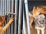 German Shepherd rescues fellow dog from cage only to mount her