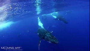 74 reactions · 17 shares | Happy World Ocean Day! Grateful for everyone protecting our beautiful oceans.  #protectwhatyoulove See the beauty of our deep blue seas. Enjoy Moving Art now on Netflix and the Howard Hall Collection now on louiechannel.tv   by Howard Hall #movingartnetflix #louieschwartzberg #worldoceanday #protectourocean #worldoceansday #louiechannel | Louie Schwartzberg | Facebook