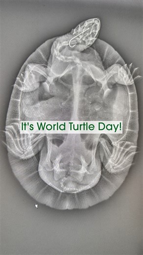 17K views · 446 reactions |  Today is World Turtle Day!  These...
