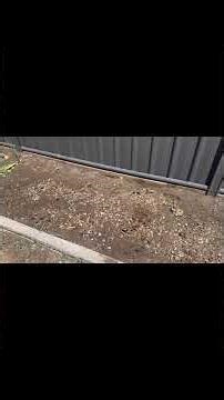 Preparing a Garden Bed for Tomatoes, Capsicum & Zucchini 🌱 | Beginner Veggie Gardening