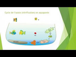 🐟 Comprendre le cycle de l'azote en 2 minutes