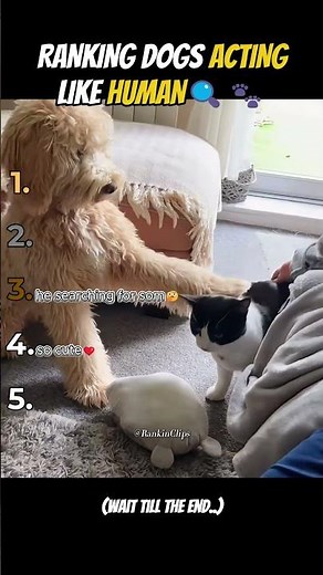 Animals Acting Like Humans 😂 | You Won’t Believe These Moments