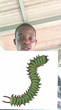 How to get rid(chase out)of centipedes from your house