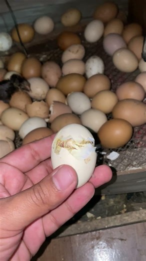 Adorable baby chickens hatching