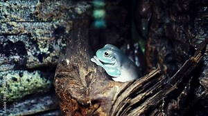 White frog. Also known as the squat frog and the Australian green tree frog Litoria caerulea, sitting on a piece of wood