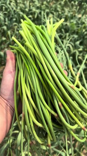 免费的蒜苔就是香#蒜苔