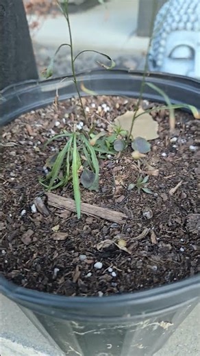 Alaskan Harebell – Late Fall Container Update (Cold-Climate Gardening)