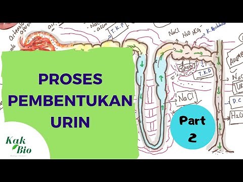 The Urine Formation Process | Complete Part 2. Filtration, Reabsorption, and Augmentation