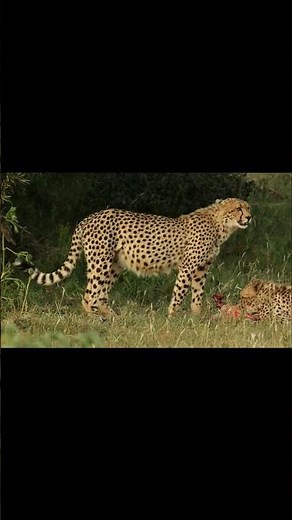 Why Cats Always Land on Their Feet: The Secret Behind Their Amazing Reflexes!