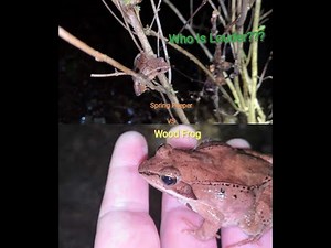 Wood Frogs vs Spring Peepers