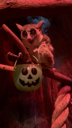 Here’s a look back at how our animals celebrated Halloween! Yesterday’s spooky enrichment was a hit — from pumpkin puzzles to creepy-crawly treats, our animals had a frightfully fun time putting their minds (and paws) to work. 👻🧠🐾 | Staten Island Zoo