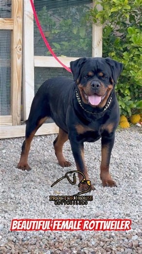 Big head female Rottweiler
