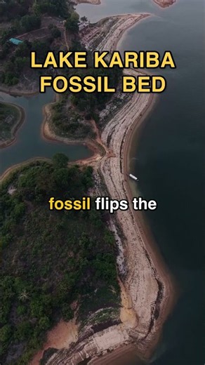 New Dinosaur vs T-Rex — Zimbabwe Find Rewrites the Timeline #Shorts