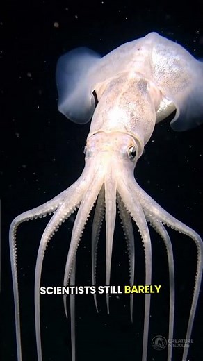 Bigfin Squid Has Arms Longer Than A Bus 😳
