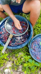 26K views · 451 reactions | harvest of thousands of colorful halfmoon betta fish #betta | Alie | Facebook