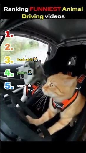 Animals driving part 1 😂