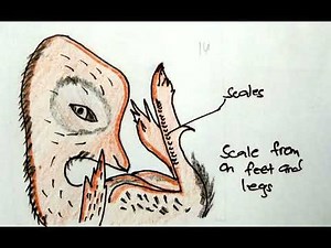 chick embryo development