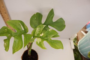 Variegated Mini Monstera | Rhaphidophora Tetrasperma| 2 Inch Pot | Variegated Ginny - Etsy