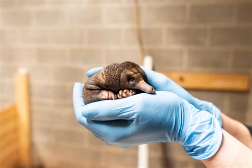Columbus Zoo and Aquarium welcomes first rare echidna puggle