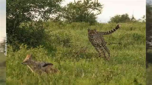Cheetah chases jackal in intense standoff around bush