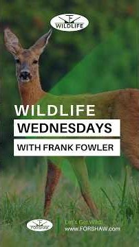 Why are deer acting different right now?