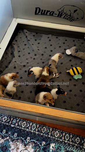 8.6K views · 603 reactions | Meet Luna’s crew. www.ThunderstruckCollies.net | ThunderstruckCollies | Facebook