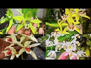 11 Macam Anggrek Hitam !! Awas Jatuh Cinta!!