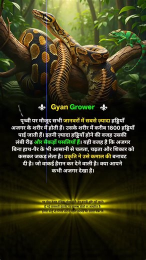 Gyan Grower on Instagram: "अजगर हड्डियों का राजा . . . #python #snake #bones #animals #facts"