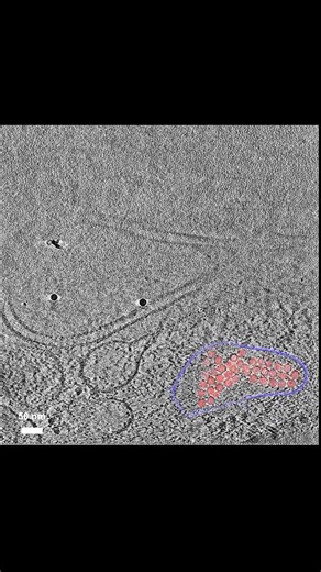 Cool subcellular snapshots 📸 SLAC scientists have developed a better method for preparing thin cell slices. This paves the way for imaging tiny structures inside cells via cryo-electron tomography (which involves shooting electrons through thin slices of frozen samples) that were previously off-limits. The team used a tri-coincident system, which aligns the focal planes of three instruments: a scanning electron microscope, an ion beam, and an optical microscope. To test out the approach, they i