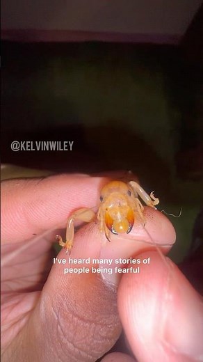 Jerusalem Cricket BITE!!!