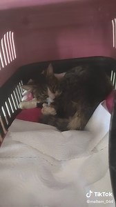 Adorable Cats Resting in Cozy Spots