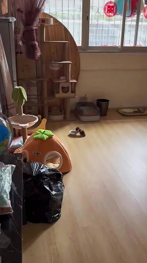 Cute and funny videos 😘🤣 #viralreels #kitty #dog #funnyvideos #funnyvideo #video #funnyanimals #usa #funny #puppy | Crazy Fun