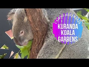 Kuranda Koala Gardens Wildlife Tour 🐨 | Meet Koalas & More in Tropical North Queensland!