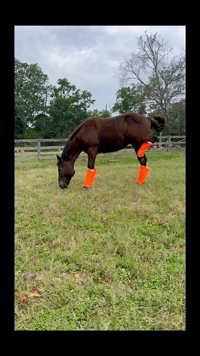“ Cornbread” Chronicles🤪 his first time in boots got him like… #funnyanimalvideos #horses #silly #flyboots #countryboy | Patton Ranch