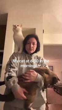 Cute cat sounds 🐱🩷 #catsoftiktok #funny #viral #cat #fyp