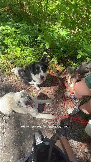 Hiking with your dog?? 🥾 You must know these basic trail manners