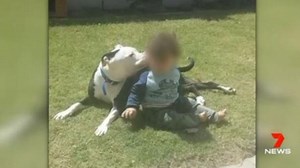 Dog injured in Mandurah home invasion