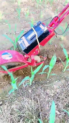 Corn field weeding, weeding machine, trenching machine, one work, one harvest, modern agricultur