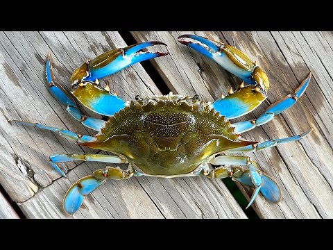 Crabbing From a Pier | Louisiana BLUE CRAB Catch and Cook