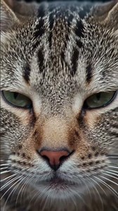 Are cats aliens? House cats and lizards are the only creatures with the same traits…. What happened?