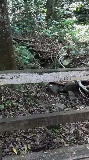 🌳 Descubra o PARQUE DO JARAGUÁ e a TRILHA DA BICA em SÃO PAULO! #ParqueDoJaraguá #SãoPaulo