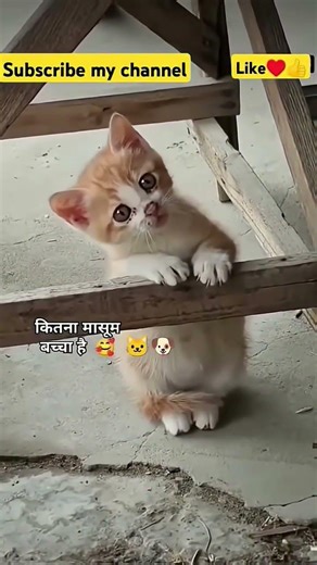 cat about to throw up meme | cat about to set sail | cat about to throw up sound | cat about to |