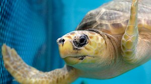 'Real conservation success': Endangered sea turtle populations show signs of recovery
