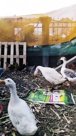 राजहंस 🦢🦢🦢🦤