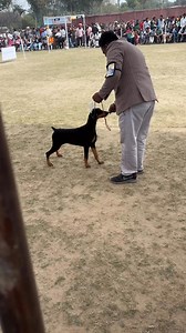 1.6K views · 14 reactions | Doberman females | 7Dogs | Facebook