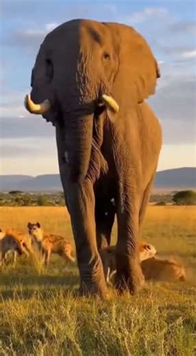 Angry Elephant Lifts and Throws a Hyena in a Shocking Wildlife Showdown!